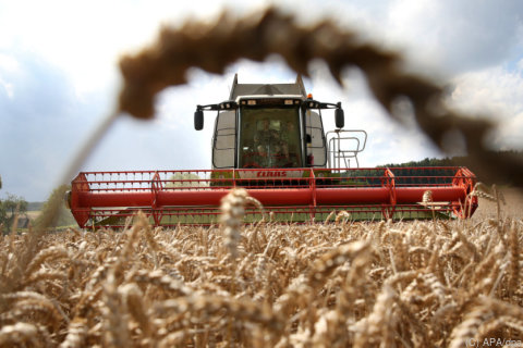 Heimische Bauern fürchten um globale Getreideversorgung   