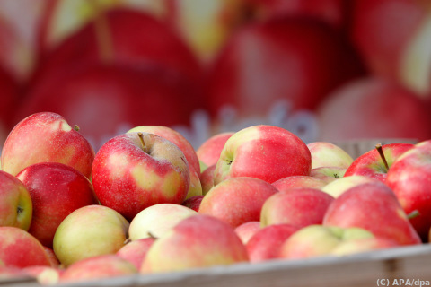 Ertrag der steirischen Apfelernte geringer als 2022