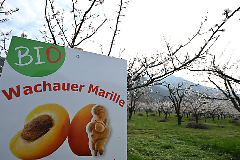 Marillenbauern in Wachau blicken optimistisch Richtung Ernte